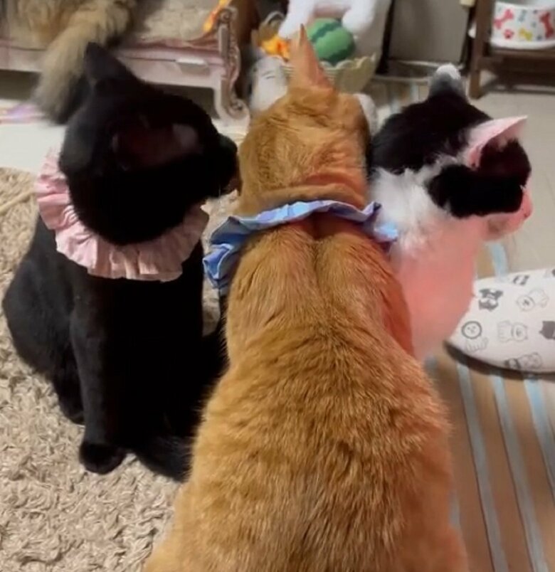 面倒見の良いちまきくん（真ん中）