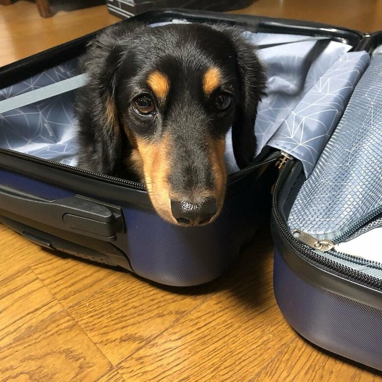 「留守番なの？」スーツケース内に入って…