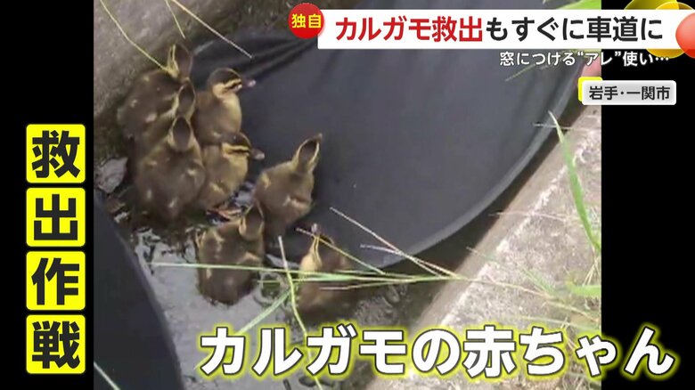 自力で這い上がることが出来ず、あたふたとしていたカルガモの赤ちゃん