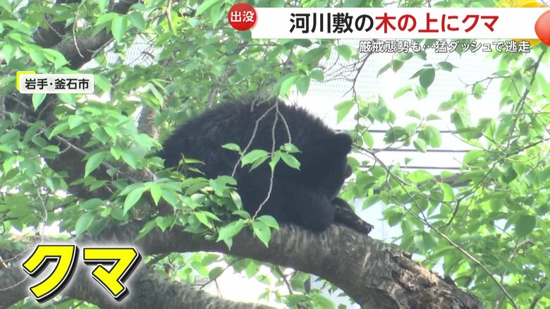 木の上で体を丸めてじっとしている成獣とみられるクマ（21日午後3時頃、岩手・釜石市の河川敷）