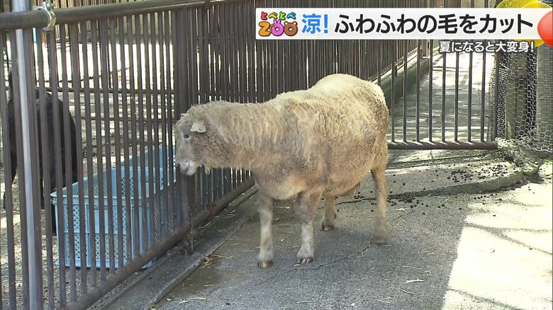 涼しげになったコリデール