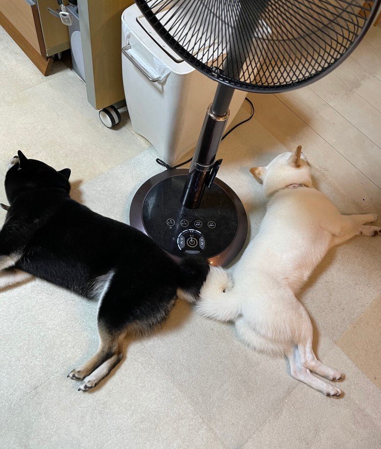 提供：柴犬のくぅとそらさん