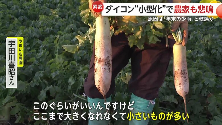 大根の“小型化”に農家から悲鳴が