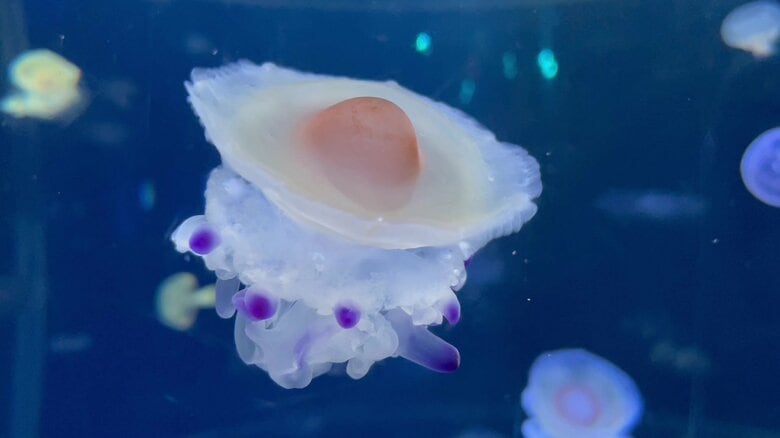 （提供：新江ノ島水族館）