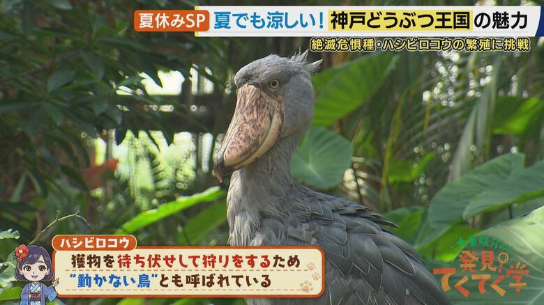 絶滅危惧種・ハシビロコウ