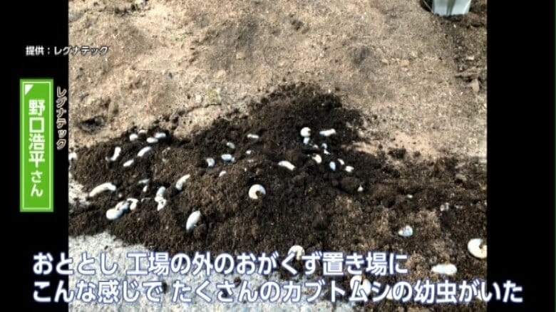 2020年、工場裏のおがくず置き場にたくさんの幼虫が…（レグナテック提供）