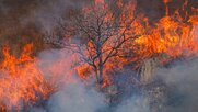 欧米メディアが使い始めた「ゴジラ・エルニーニョ」　1000年に一度の“怪物”が太平洋で急発達　日本で台風への影響も
