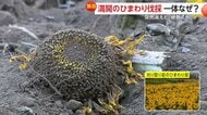 【独自】話題の「ひまわり畑」が突如消えた…“映えスポット”が見物客の殺到を受けてさら地に　千葉・習志野市