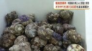 「報酬は23万円」天然記念物オカヤドカリ1300匹を密猟した中国籍2人　指示役は過去の有罪判決者か