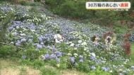 よへなあじさい園　台風一過も見頃迎える