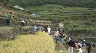 みんなで鎌を手に「楽しい稲刈り」小豆島にある“日本の棚田百選”中山千枚田で子供たちが汗流す【香川】