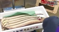「今年も丸々と太って」夏の高級魚 ハモの出荷が最盛期【熊本】