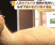 「すごく細くなってびっくり」全身もふもふのアルパカ毛刈りで“ほっそり”…気になる頭だけ毛を残す理由を飼育員が回答