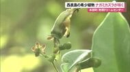 熱帯ドリームセンターで希少植物ナガミカズラ咲く　国内植物園での開花は３例目