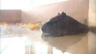 22日は冬至　カピバラが約40度のゆず湯でポカポカ【新潟市中央区】