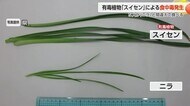 ニラと間違え有毒の“スイセン”を調理して食べた5人が食中毒症状 似た見た目 同じ庭でニラ育てる