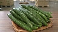 みずみずしい旬の“春きゅうり”　おいしいきゅうりの見分け方は「色が濃くイボが立っているものを」新潟