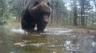 “2m超300kg級”巨大ヒグマが住宅近くの山林に出没　「去年コーンや牧草食べて太ったか」　連休中も各地でクマ目撃相次ぐ