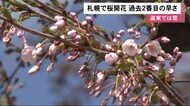 札幌も「サクラ開花」…過去2番目の早さ 北見市は積雪で約1か月ぶり
