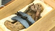 寺に眠る「人魚のミイラ」その正体は？ CT検査で解明へ　写真をお守りにする人も【岡山発】