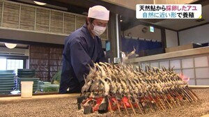 その名も「生粋の庄川鮎」庄川を遡上するアユから採卵・孵化し養殖