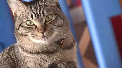 勾玉の首輪におやつはノドグロの干物　特産品を猫でPRする新ビジネス【島根発】