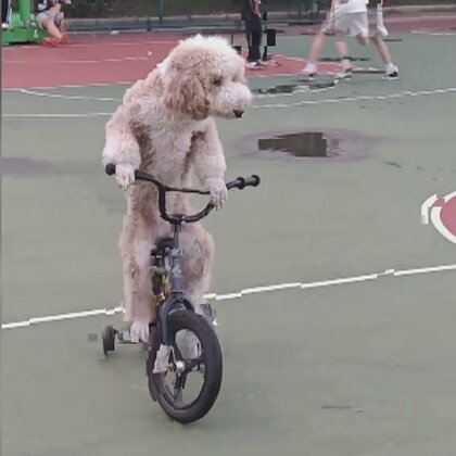【芸達者】中国の天才犬「来福」　自転車を巧みに乗りこなす　スケボーもわずか5日でマスター　子どもにまぎれても違和感なし