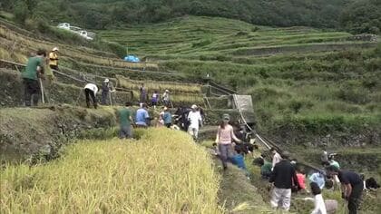 みんなで鎌を手に「楽しい稲刈り」小豆島にある“日本の棚田百選”中山千枚田で子供たちが汗流す【香川】