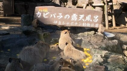 年末年始は10年に一度の暖かさか　冬至で温泉に2026個の柚子　静岡・伊東市「カピバラのゆず湯」1月12日まで毎日