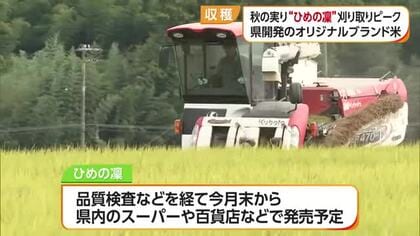 実りの秋に“黄金”　愛媛のブランド米「ひめの凜」今治でも収穫ピーク　買取り価格下がり苦慮【愛媛】