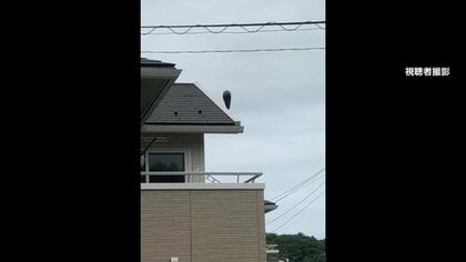 「気持ち悪い」福島で謎の黒い物体の目撃報告が相次ぐ…気になるその正体とは？