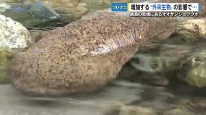 オオサンショウウオの在来種を守る一歩となるか？ 増える“交雑種”を国が「特定外来生物」指定へ　飼育・輸入を禁止