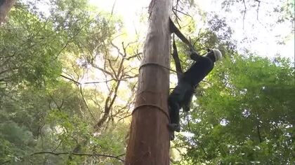 金刀比羅宮境内の林約３５０ヘクタール「ふるさと文化財の森」に県内初設定　全国では９５カ所設定【香川】