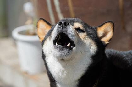 犬の鳴き声に困っている飼い主は約半数!実際の体験談やしつけ方を紹介