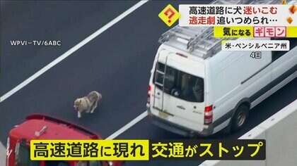 高速道路に“突然現れた犬”　朝のラッシュアワーに道路上を警察と追いかけっこ…逃げた先は崖　交通一時ストップ　米