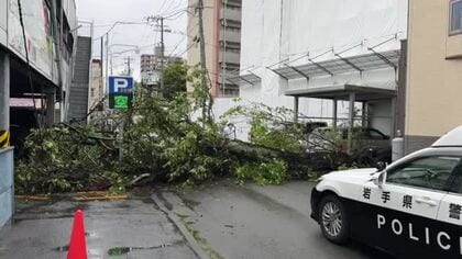 樹齢約200年のウメの木が倒れる　雨が原因か　岩手県盛岡市