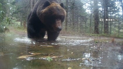 “2m超300kg級”巨大ヒグマが住宅近くの山林に出没　「去年コーンや牧草食べて太ったか」　連休中も各地でクマ目撃相次ぐ