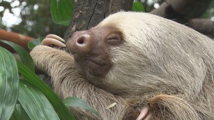 軍隊を持たず環境保護に力を入れる観光都市の魅力…「プーラビーダ」の国・コスタリカ