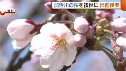 “加治川の桜”を後世に！地元の子どもたちへ歴史伝える出前授業「町の宝物を守り続けたい」新潟・新発田市