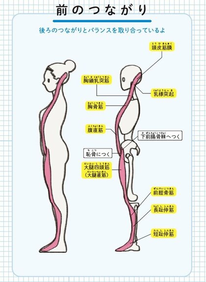 身体の不調は痛めている部分だけではなく“筋膜”を意識する」ストレッチトレーナーが解説する筋膜の役割｜FNNプライムオンライン