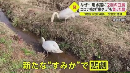 なぜ？用水路に2羽の白鳥…脱出先でさらなる悲劇も安住の地で癒しの存在