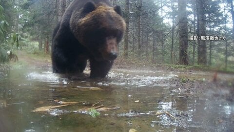 “2m超300kg級”巨大ヒグマが住宅近くの山林に出没　「去年コーンや牧草食べて太ったか」　連休中も各地でクマ目撃相次ぐ