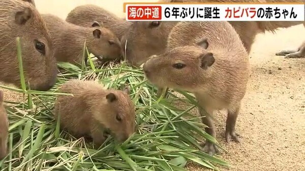 カピバラ の赤ちゃん５匹 海の中道海浜公園で６年ぶりに誕生 大好物の笹をカジカジ 福岡市東区