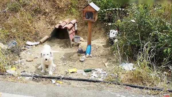 十字架の前で待つ ギリシャ版 忠犬ハチ公 飼い主との絆あふれる世界の忠犬たち