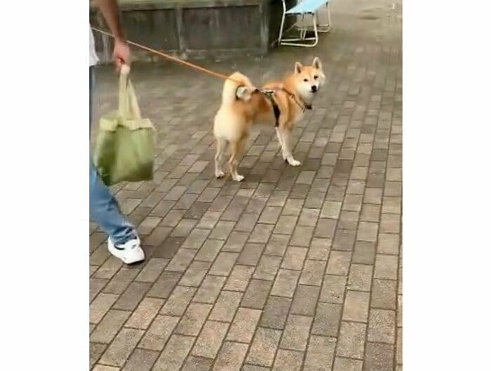 提供:柴犬 しんさん