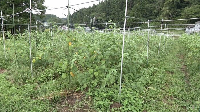 食用ホオズキを栽培している「たじゅうろう農園」（秋田・上小阿仁村）