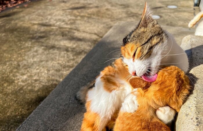 前足で抱えて強引に毛づくろいも（画像はイメージ）