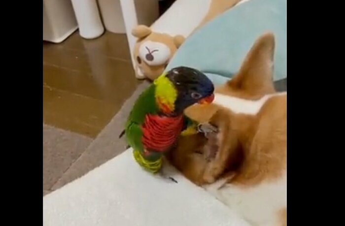 やっぱり耳が気になるブルブルくん