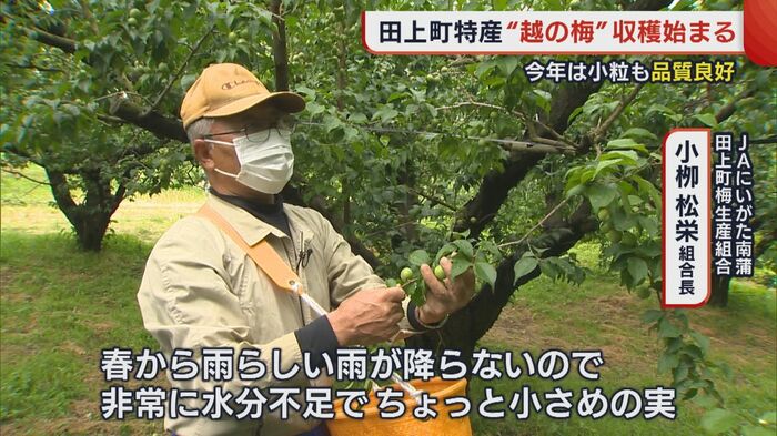 JAにいがた南蒲田上町梅生産組合 小柳松栄 組合長