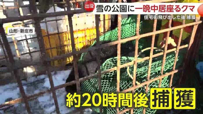 捕獲されたクマが檻に入れられる様子